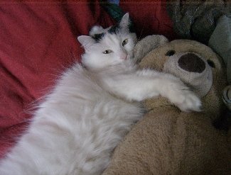 The cat Lilly with her teddy bear